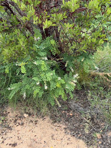 Eysenhardtia orthocarpa, photograph 5