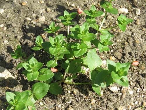 iNaturalist observation photo of scarlet pimpernel
