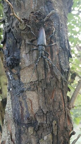 Great capricorn beetle