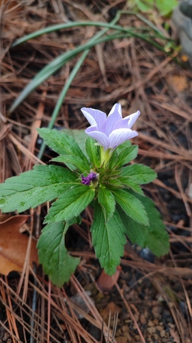 Turnera coerulea, photograph 5