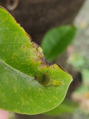 Graphium agamemnon agamemnon