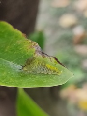 Graphium agamemnon agamemnon