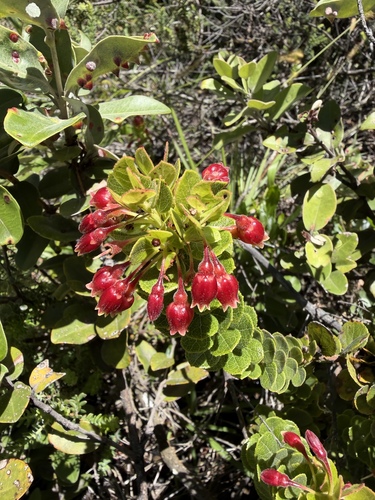 Vaccinium reticulatum, photograph 6