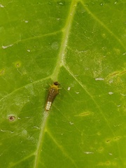 Graphium agamemnon agamemnon