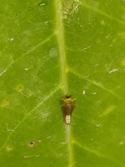 Graphium agamemnon agamemnon