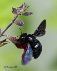 Xylocopa strandi