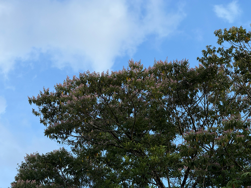 Trichospermum observed 2026-08-11