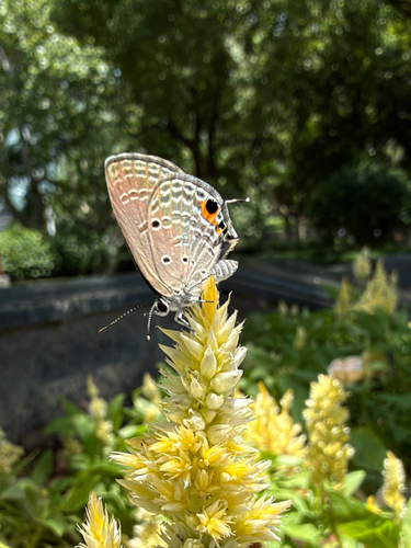 Plains Cupid