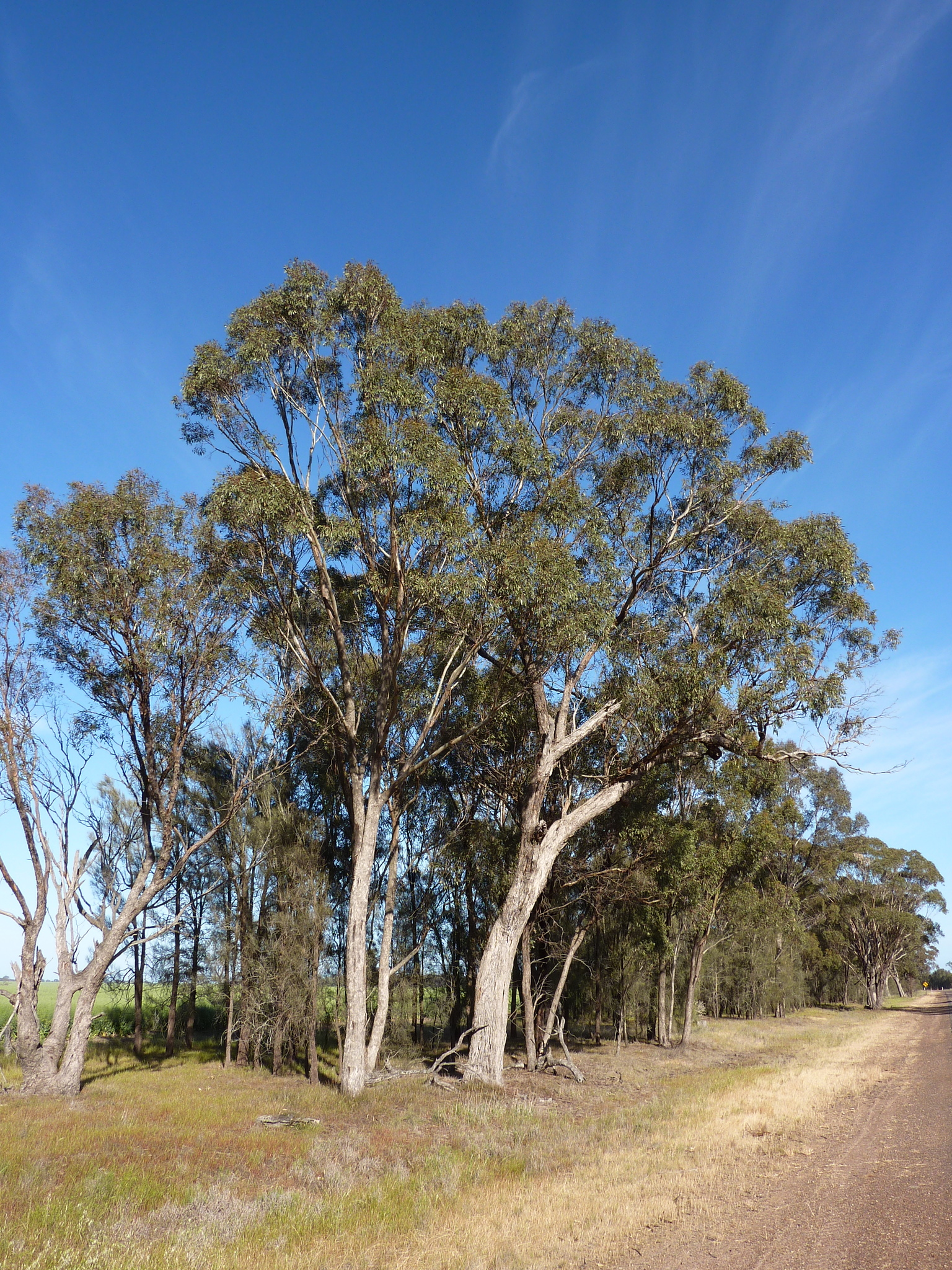 Eucalyptus microcarpa