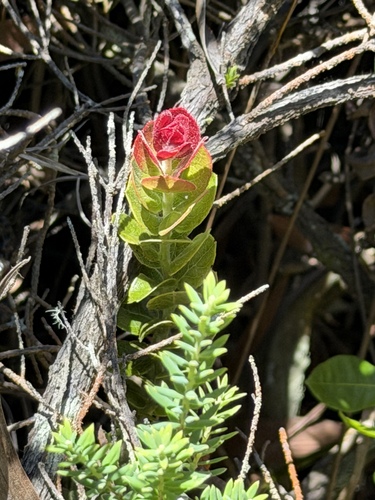 Vaccinium reticulatum, photograph 3