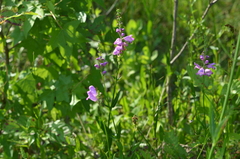Physostegia intermedia