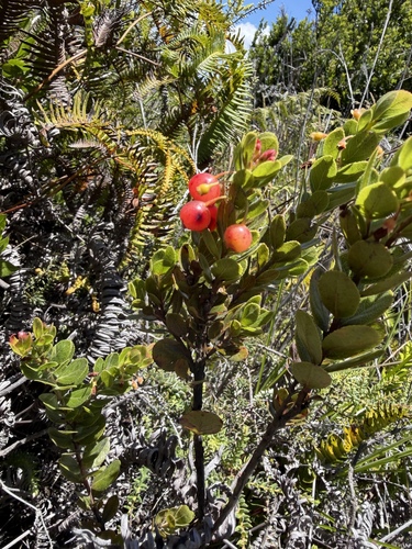 Vaccinium reticulatum, photograph 2