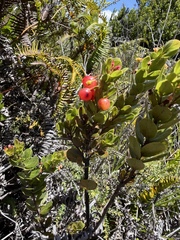 Vaccinium reticulatum, photograph (c) Robin White, some rights reserved (CC BY)