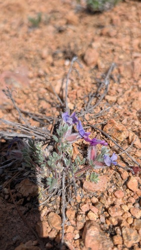 Oxytropis multiceps, photograph 3