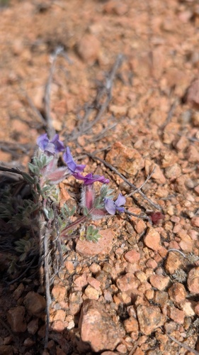 Oxytropis multiceps, photograph 4