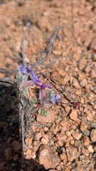 Oxytropis multiceps, photograph author not stated, no rights reserved