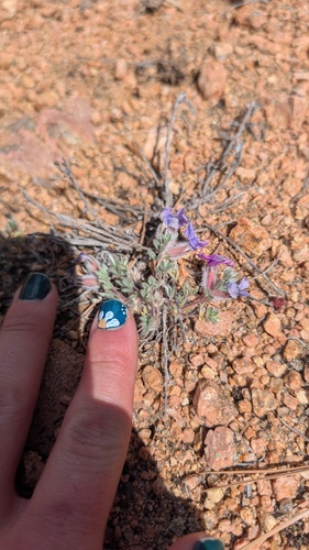 Oxytropis multiceps, photograph 5