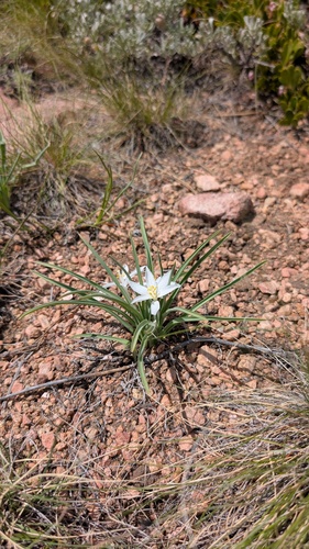 Leucocrinum montanum, photograph 2