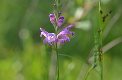 Physostegia intermedia