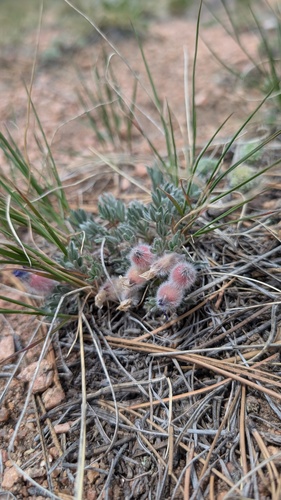 Oxytropis multiceps, photograph 2