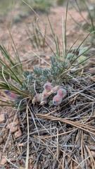 Oxytropis multiceps, photograph author not stated, no rights reserved