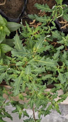 oak-leaved goosefoot