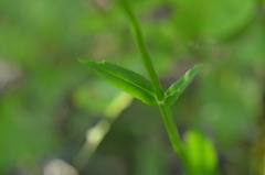 Physostegia intermedia