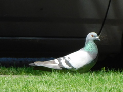 Columba livia domestica