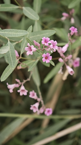 spear-leaved dogbane