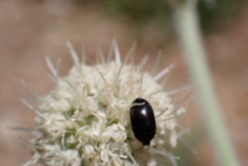 iNaturalist observation photo of Water, Rove, Scarab, Long-horned, Leaf, and Snout Beetles