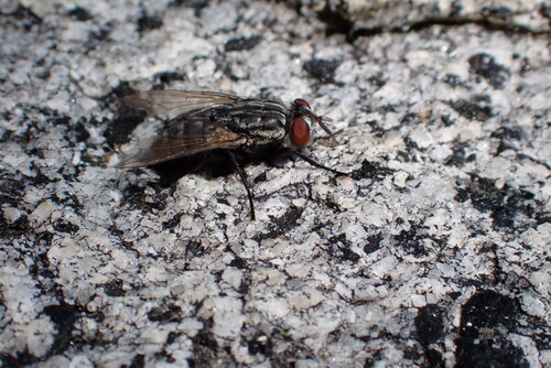 iNaturalist observation photo of House Flies and Allies