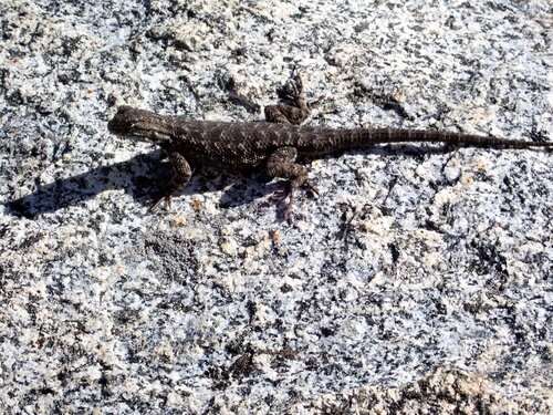 iNaturalist observation photo of Western Fence Lizard