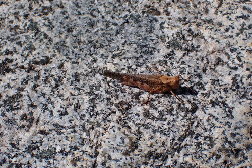 iNaturalist observation photo of Crackling Forest Grasshopper
