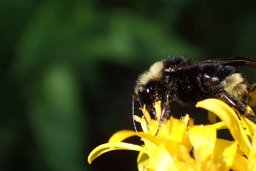iNaturalist observation photo of Bumble Bees