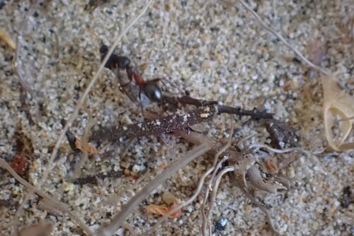 iNaturalist observation photo of Wood, Mound, and Field Ants