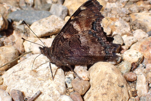 iNaturalist observation photo of California Tortoiseshell
