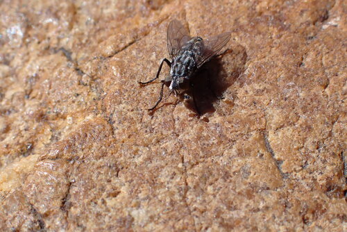 iNaturalist observation photo of Flesh Flies and Satellite Flies