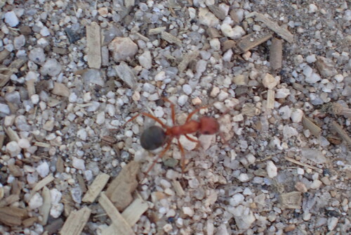 iNaturalist observation photo of Wood, Mound, and Field Ants