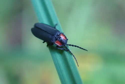 iNaturalist observation photo of typical fireflies