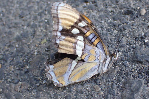 iNaturalist observation photo of California Sister
