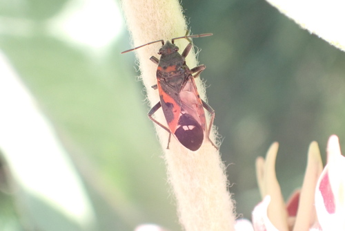iNaturalist observation photo of Small Milkweed Bug