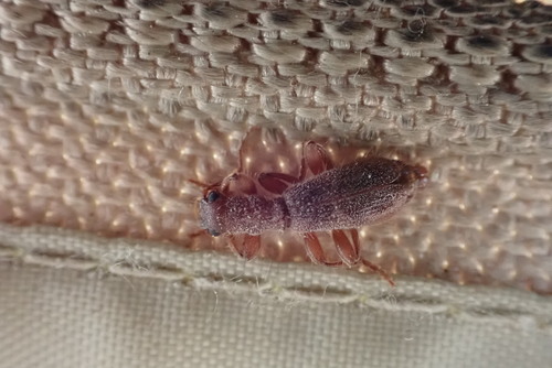 iNaturalist observation photo of Checkered Beetles