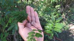 Mimosa bimucronata