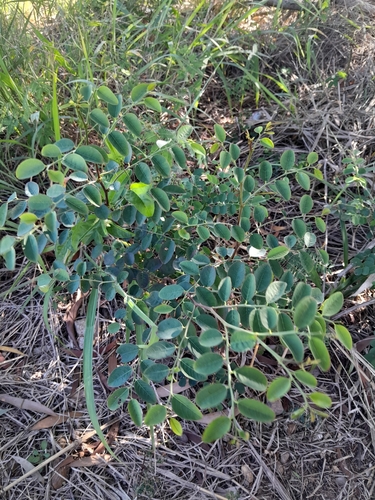 Breynia disticha observed 2026-08-12