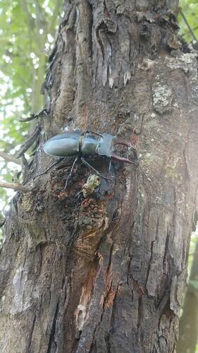 European Stag Beetle