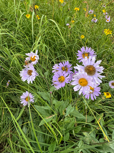 Erigeron glacialis, photograph 2