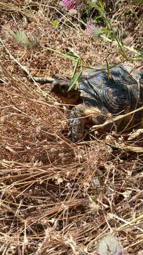 Greek Tortoise
