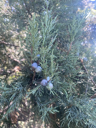 Juniperus excelsa, photograph 3