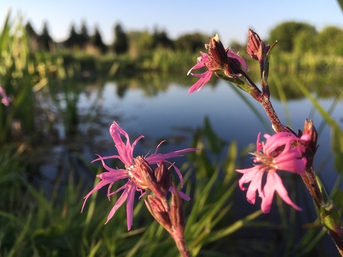 Ragged-robin