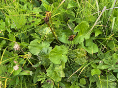 Caltha leptosepala, photograph (c) Caleb Catto, some rights reserved (CC BY)
